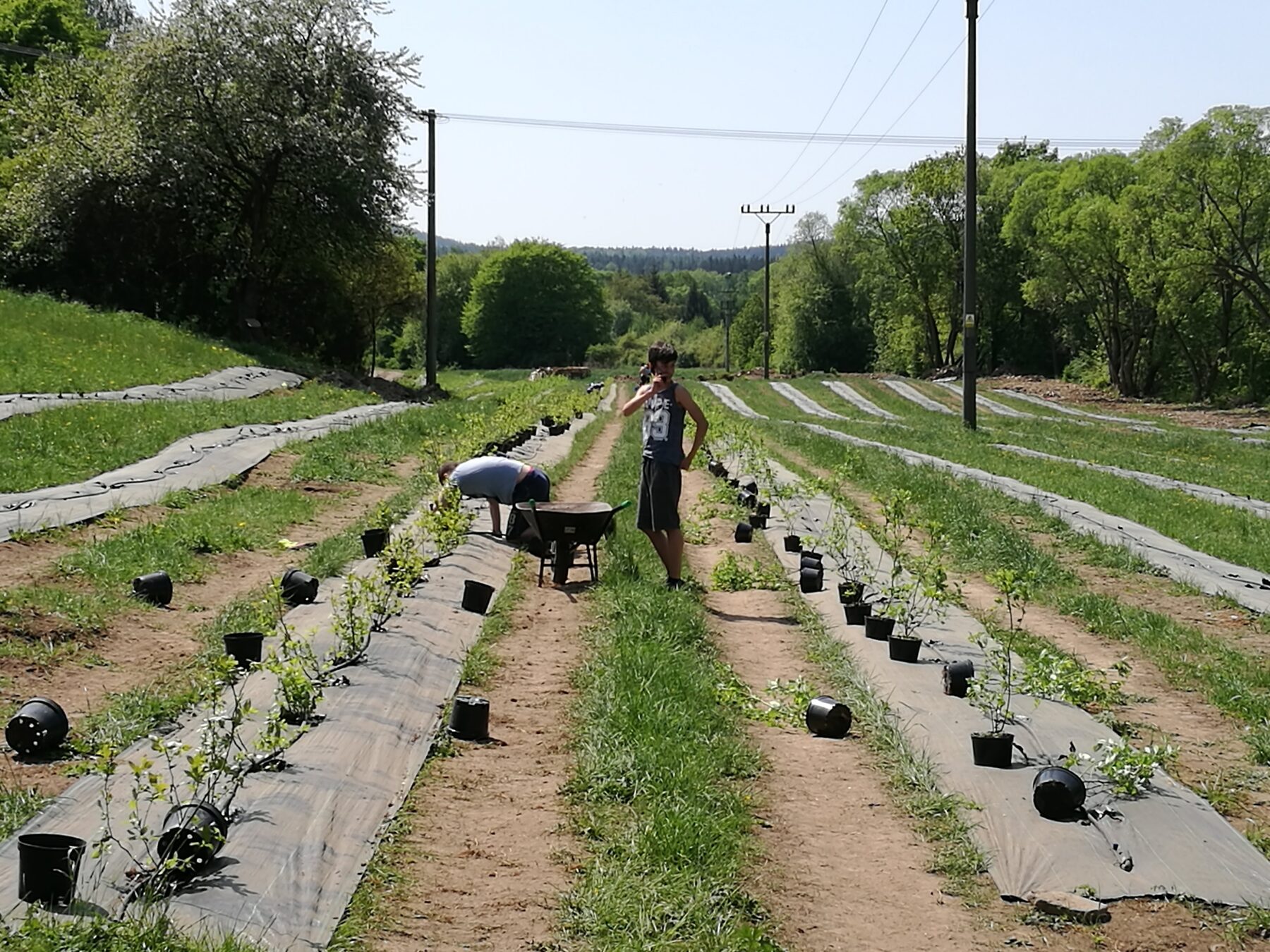 Příprava pozemku pro výsadbu borůvek — pruhy agrotextilie a traktor v Brdech