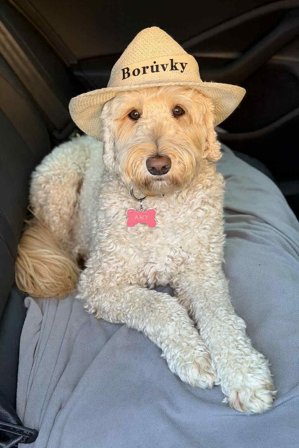Amy, rodinná fenka labradoodle ve slaměném klobouku s nápisem Borůvky — maskotka sadu Borůvky od Amy
